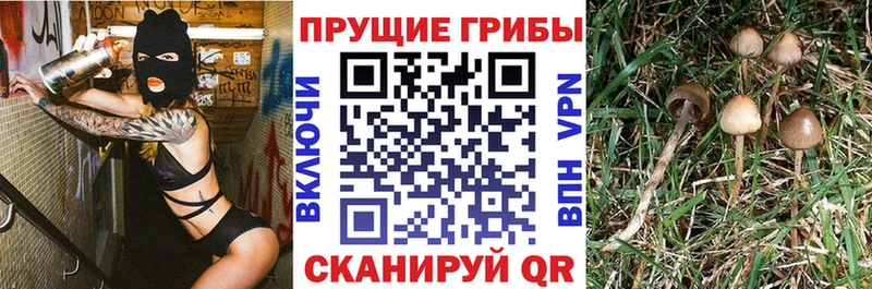 Галлюциногенные грибы мицелий где купить наркоту Ивдель